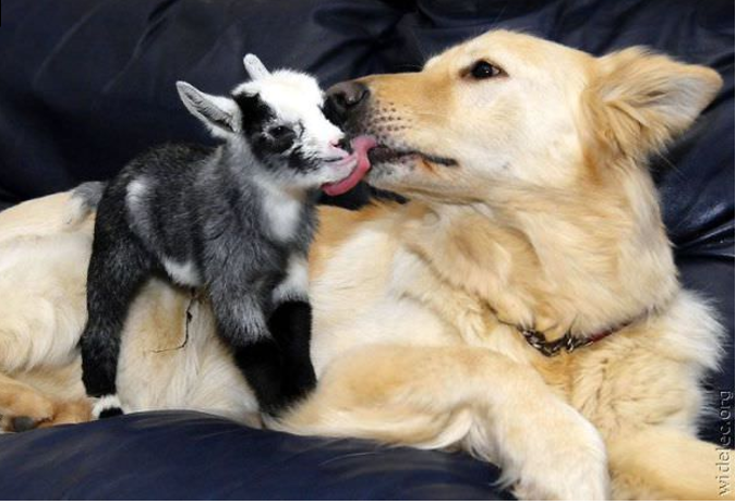 "Heard Of A Pairing As Unlikely As This?" by Amy Eliza Wong, Life Coach in San Francisco and Sacramento, CA